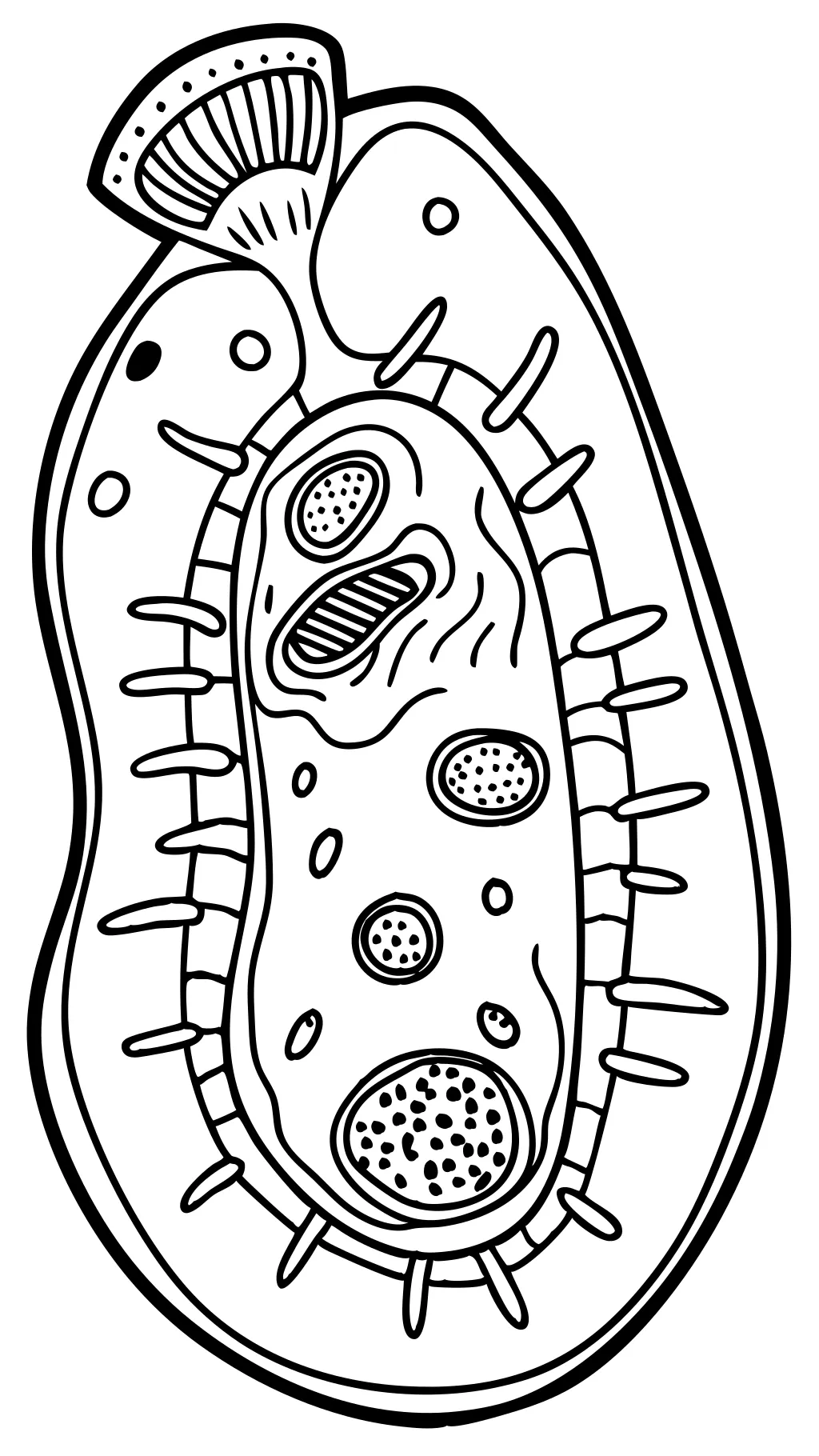 coloriage de cellules végétales